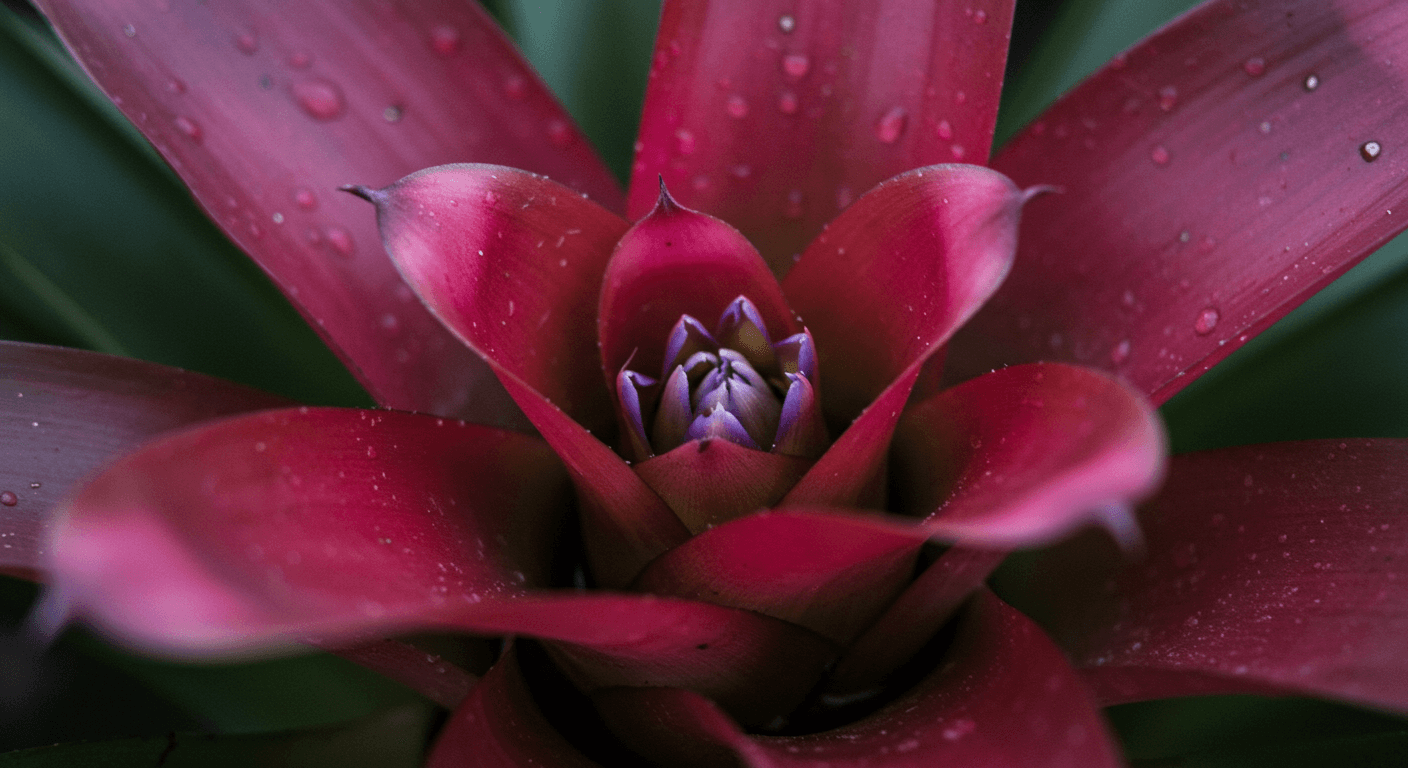 A tropical Bromeliad with a bright red flower stalk rising from its center.