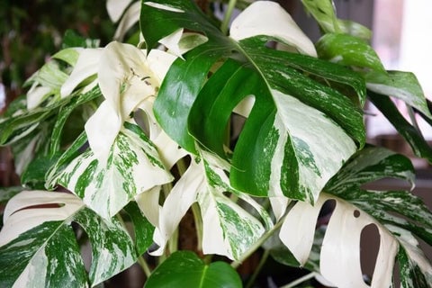 Variegated Monstera