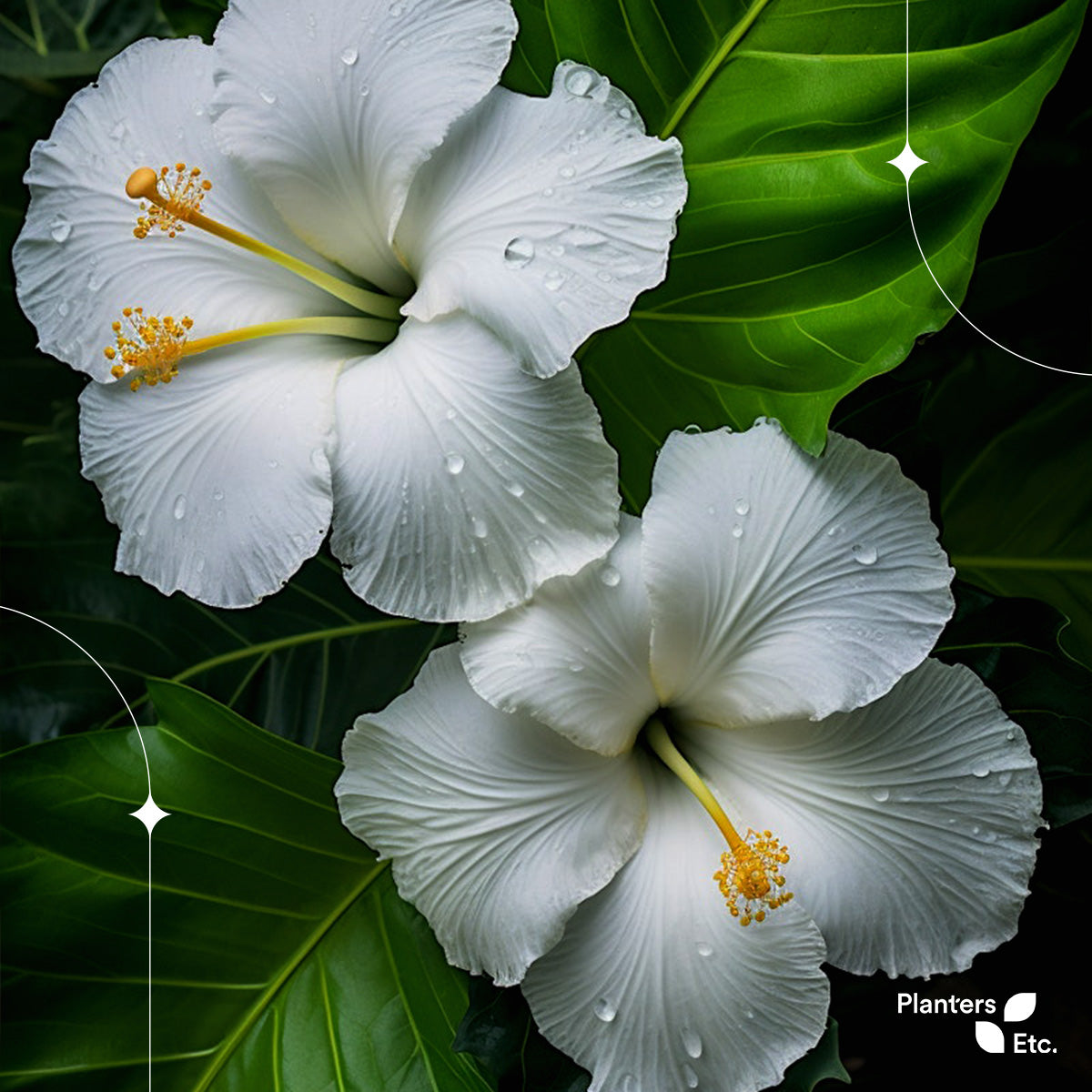 Two pristine white hibiscus flowers, delicately adorned with dewdrops, bloom against a backdrop of lush, vibrant green leaves—capturing a moment of tropical serenity and natural elegance. Branded with the Planters Etc. logo.