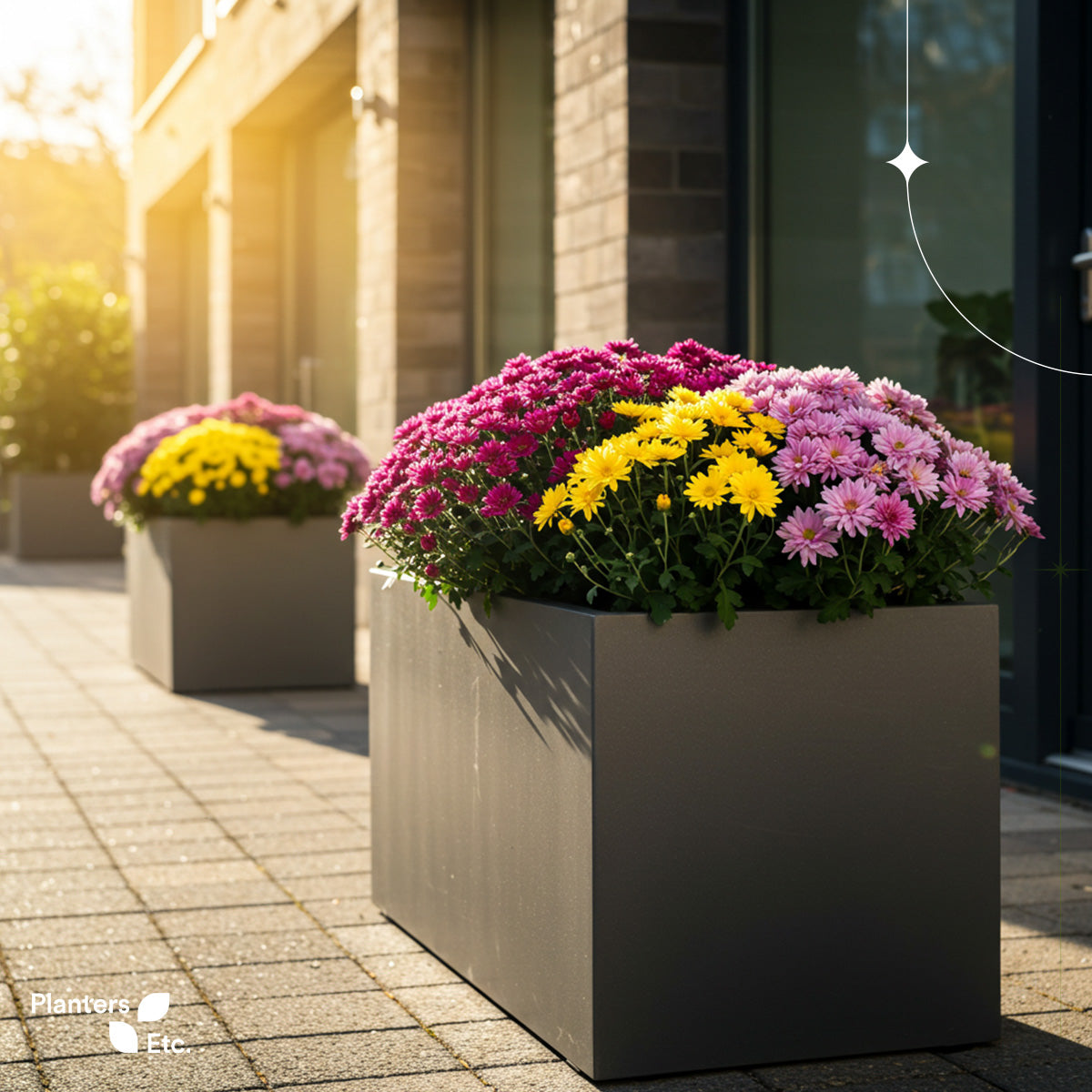 Modern rectangular planters filled with vibrant chrysanthemums line a sunlit walkway, casting soft shadows against a sleek, urban building facade. The blooms burst in cheerful shades of magenta, pink, and yellow, creating a bold yet elegant fall display. Branded with the Planters Etc. logo.