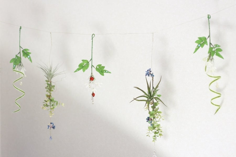 Air Plants