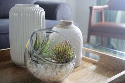 25 Best Small Plants For Home And Apartments 13 Air plant
