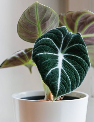 25 Best Small Plants For Home And Apartments 25 Alocasia Black Velvet