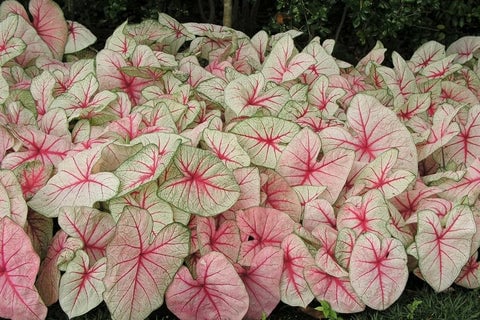 Alocasias And Caladiums