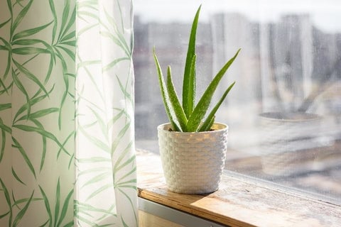 25 Best Small Plants For Home And Apartments 5 Aloe vera plant
