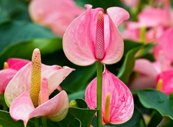 10 Best Indoor Flowering Plants That Bloom All Year 2 An Anthurium plant with glossy green leaves and a bright red, heart-shaped flower.