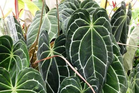 Anthurium Crystallinum