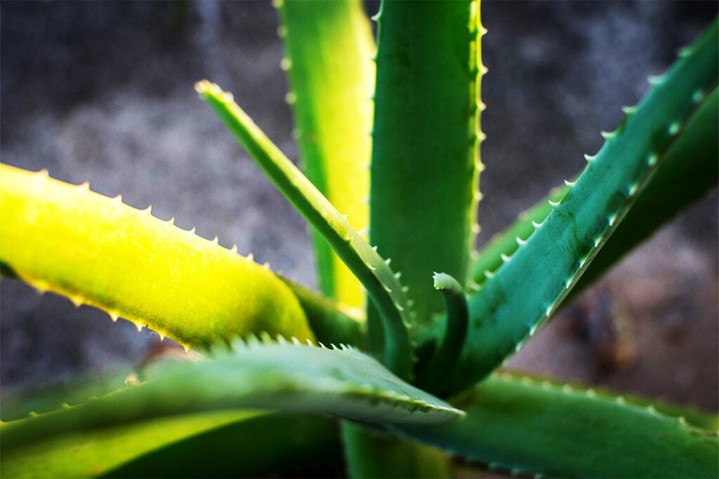 Using Planters for Small Urban Spaces: Maximizing Every Inch 2 Architectural Succulents Agave Aloe