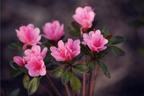 Azalea plant with beautiful blooms