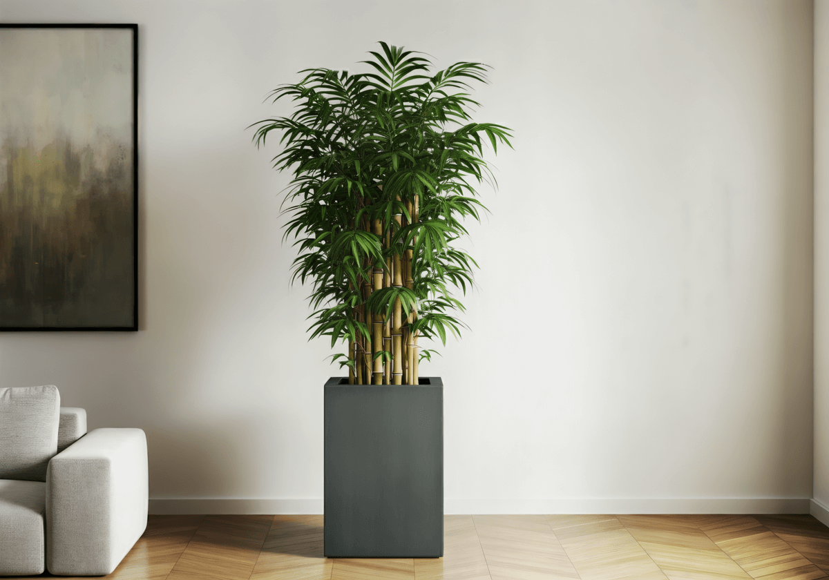 Bamboo Palm (Chamaedorea seifrizii)