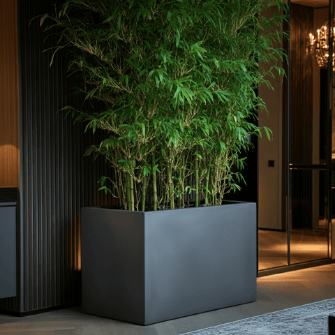 Bamboo Palm in a commercial planter