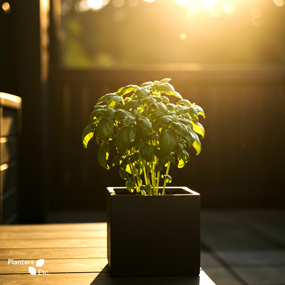 Basil plant thriving in a modern square black planter, basking in warm golden-hour sunlight on a wooden patio deck.