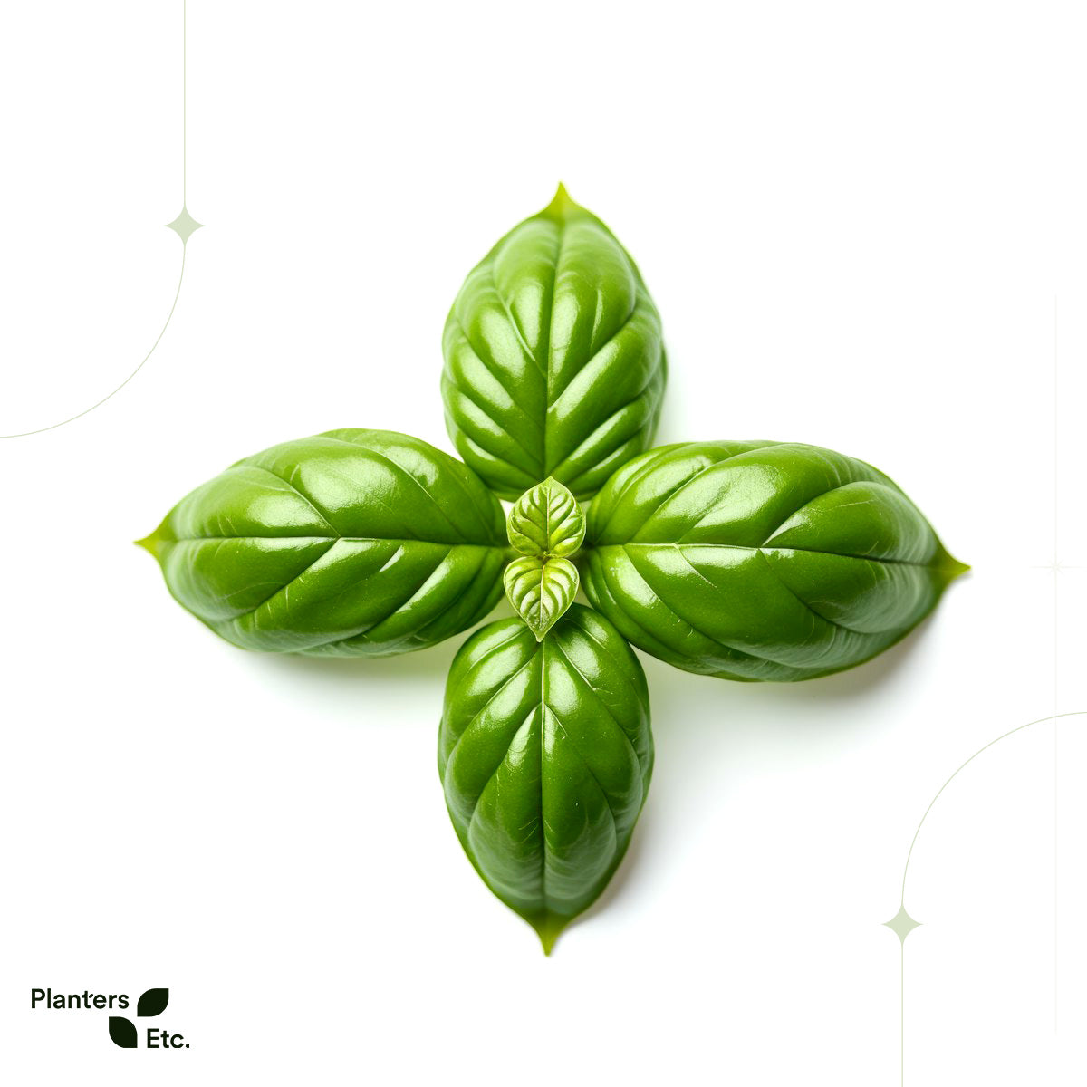 A minimalist composition showcasing four glossy basil leaves arranged symmetrically in a cross formation on a pristine white background, with a pair of tender baby basil leaves sprouting from the center—an elegant symbol of growth and freshness.