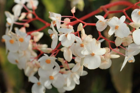 Begonia with colorful flowers