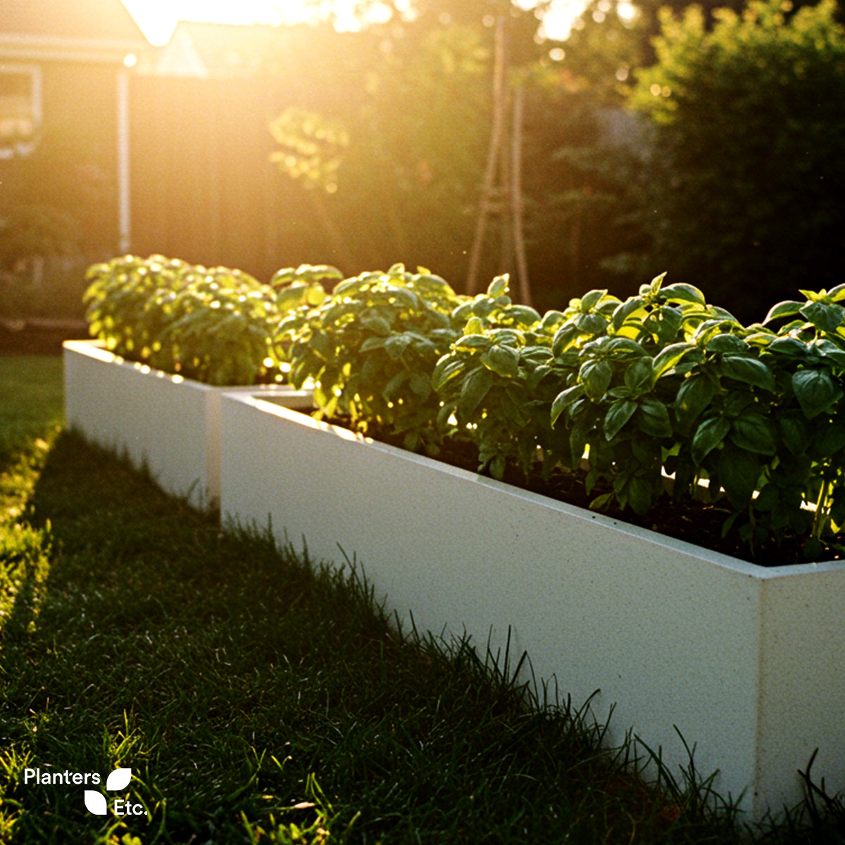 Rows of thriving basil plants bask in golden sunset light, growing in sleek white rectangular planters on a lush green lawn — a perfect setup for homegrown herbs.