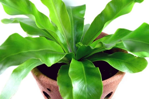 Bird s Nest Fern with wavy fronds bathroom plants that absorb moisture 10