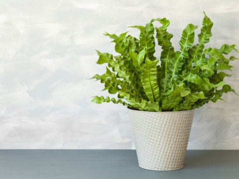 25 Best Small Plants For Home And Apartments 17 Bird's Nest Fern