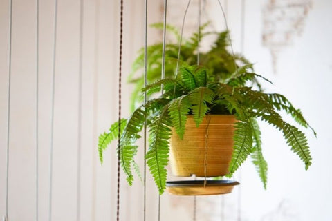 Boston Fern with lacy fronds - bathroom plants that absorb moisture