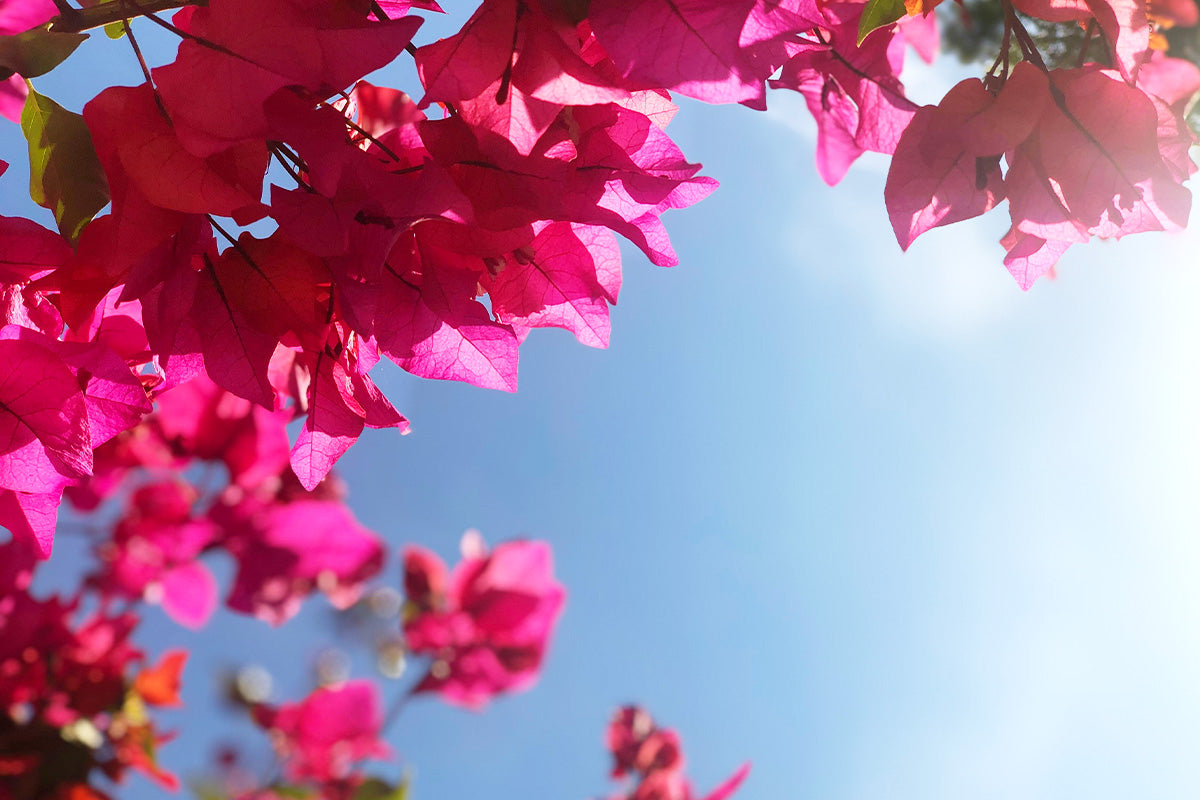 Bursting with color and soaking up the sun — bougainvillea brings tropical energy to any outdoor space.
