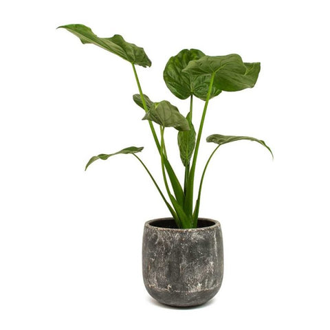 25 Best Small Plants For Home And Apartments 20 Buddha Palm