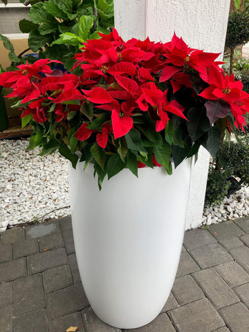Holiday plants arranged in decorative planters