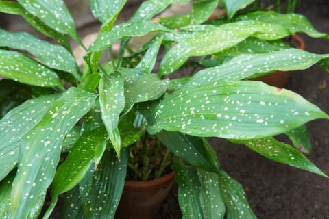 Cast iron plant