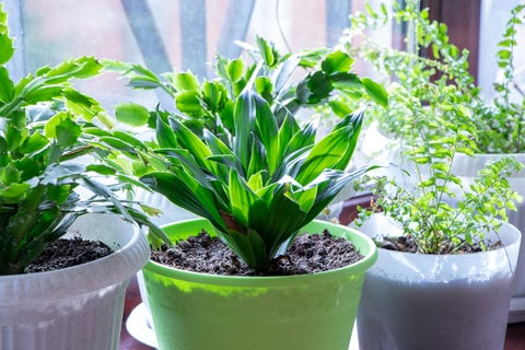 10 Plants That Thrive In North Facing Windows 1 Cast Iron Plant in a big container