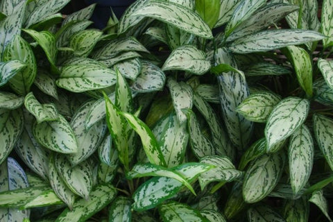 Chinese Evergreen plant