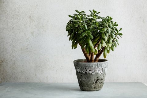25 Best Small Plants For Home And Apartments 7 Chinese Money Plant