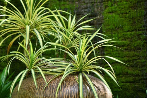 Spider plant in a huge vase