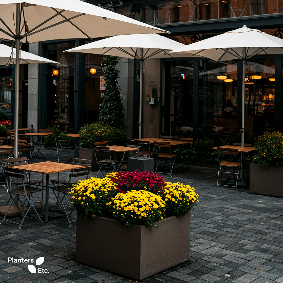 Outdoor café patio with wooden tables and white umbrellas, featuring large rectangular planters filled with bright yellow and deep magenta chrysanthemums.