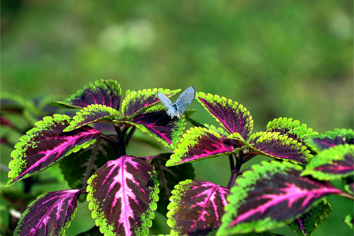 Color that pops, even without blooms.   Coleus delivers bold foliage and butterfly moments all season long.