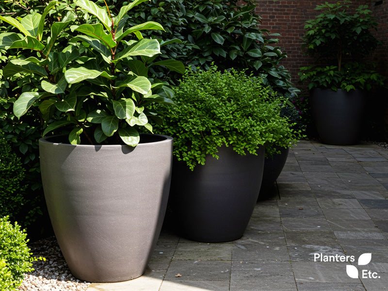 A modern patio space with large charcoal planters filled with lush, thick foliage plants. The dense greenery offers visual interest and natural sound absorption, while the minimalist containers enhance the clean, contemporary look of the outdoor setting.