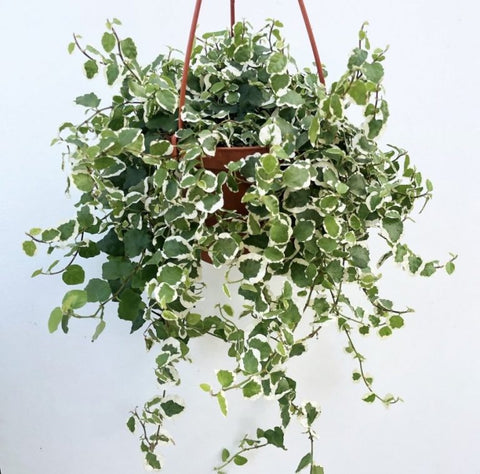 25 Best Small Plants For Home And Apartments 24 Creeping Fig