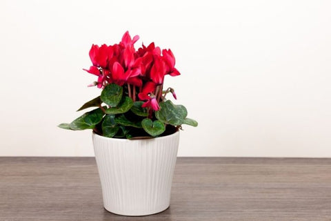 Cyclamen with upswept petals