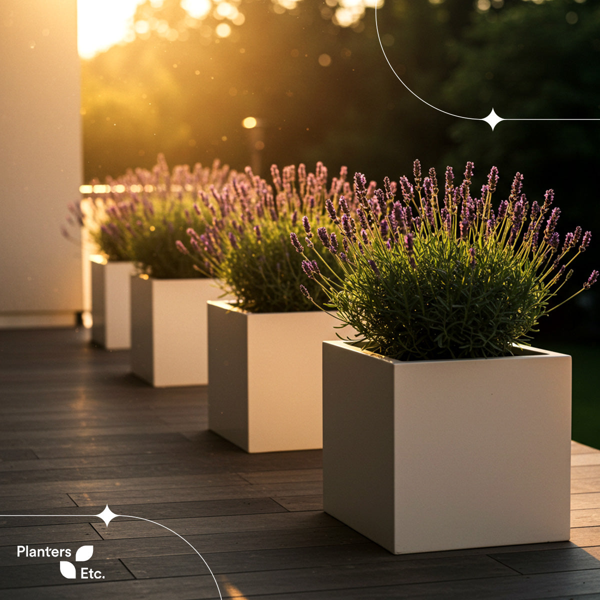 Lavender planters line a sleek modern patio, glowing in the soft golden light of sunset—offering a serene and fragrant design solution for stylish outdoor spaces.