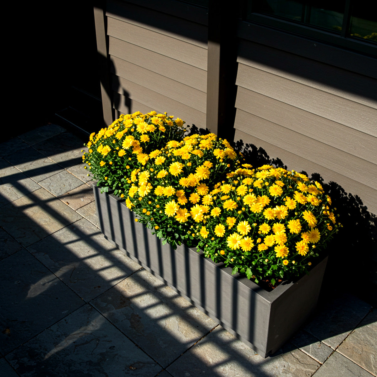 A sleek, charcoal-colored rectangular planter is nestled against a taupe exterior wall, filled with vibrant yellow chrysanthemums in full bloom. Sunlight filters through a slatted overhead structure, casting artistic shadows onto the stone patio below and accentuating the vivid color of the mums. Branded with the Planters Etc. logo.