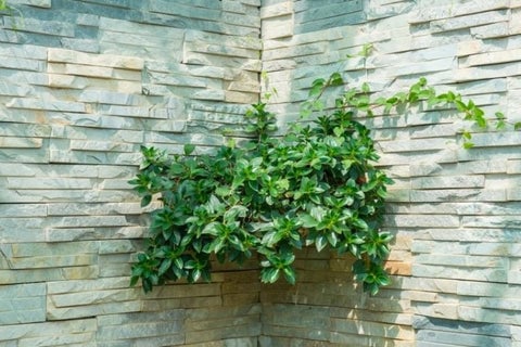 Devil’s Ivy decorated on wall