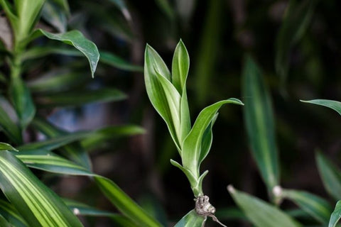 Dracaena plant