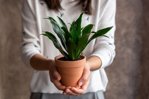 25 Best Small Plants For Home And Apartments 6 Dracaena plant