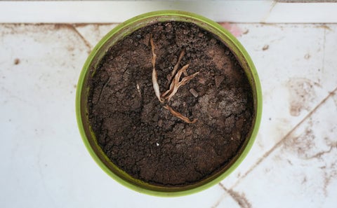 Different signs of plant distress