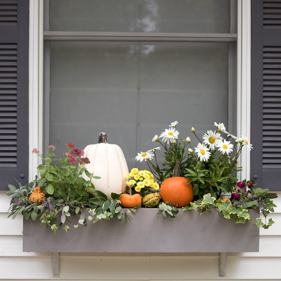 Fall window box with pumpkins