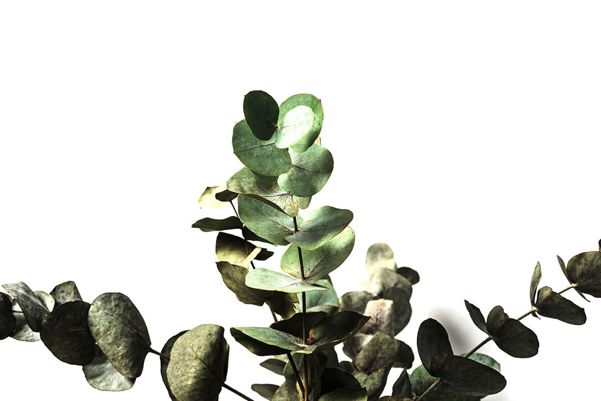 eucalyptus stretched out petals, reaching out green rounded leaves