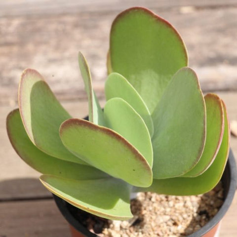 25 Best Small Plants For Home And Apartments 11 Paddle plant
