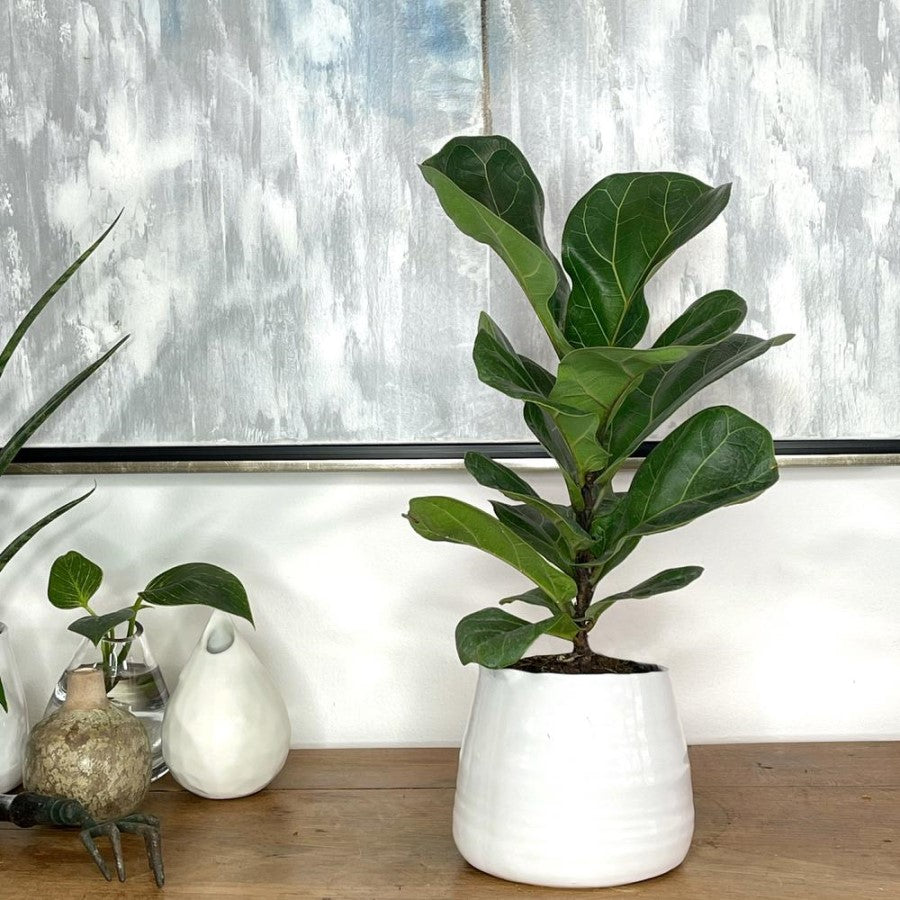 The fiddle leaf fig needs a moderate amount of moisture