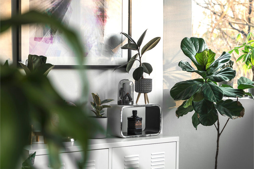 Fiddle Leaf Fig Ficus lyrata