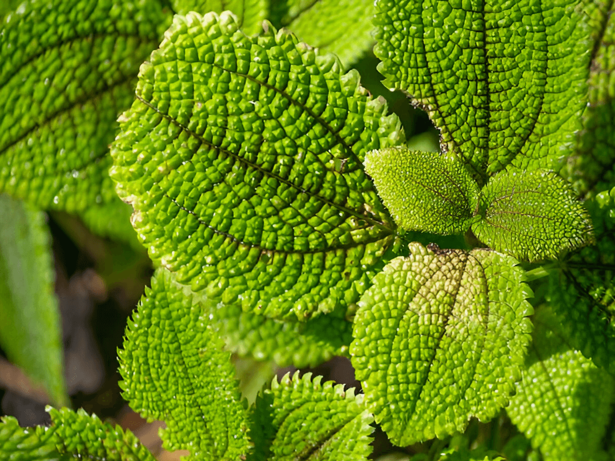 Friendship Plant (Pilea involucrata)