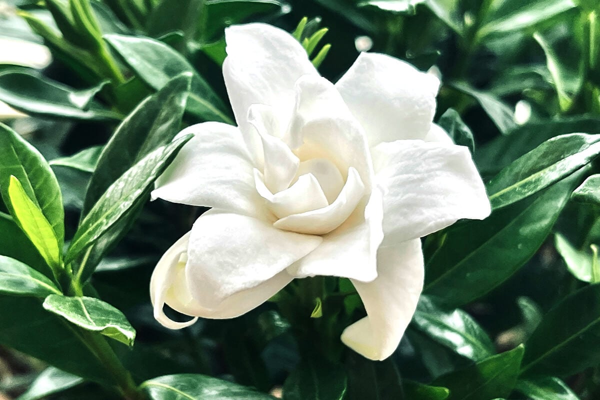 gardenia plant, closeup of gardenia with green leaves around
