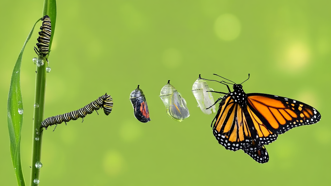 Nectar-Rich Flowers That Attract Butterflies: Create a Pollinator Patio with Planters 5 Gen4 Create an image similar to this about the lifespan of a butterfly 3211547408