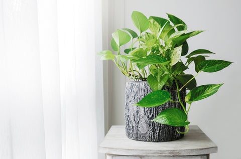 10 Plants That Thrive In North Facing Windows 10 Golden Pothos plant